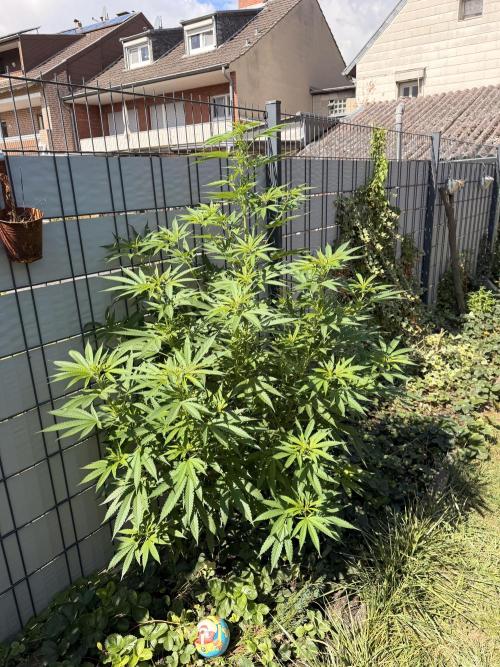 Garden Grow 2026 Go big or go home. Week 3 - Wedding Cheesekake 