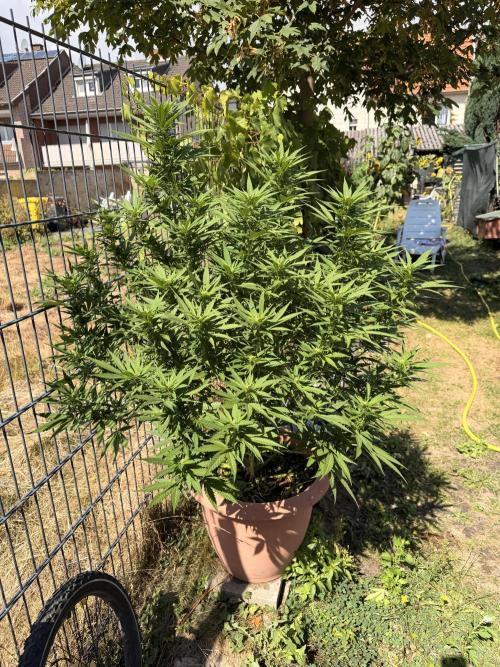 Garden Grow 2026 Go big or go home. Week 3 - Purple lemonade 