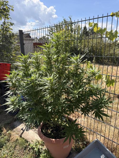 Garden Grow 2026 Go big or go home. Week 3 - Purple Lemonade 