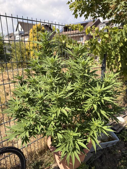 Garden Grow 2026 Go big or go home. Week 3 - Purple Lemonade 