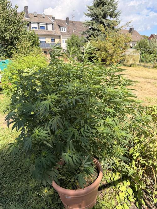 Garden Grow 2026 Go big or go home. Week 3 - Gary Sherbet 