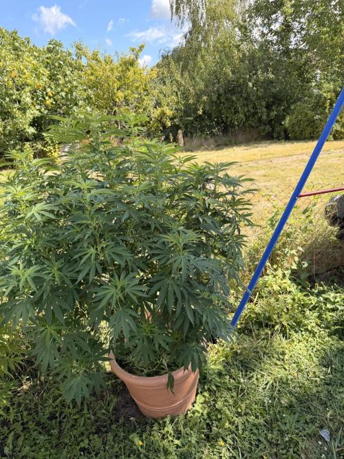 Garden Grow 2026 Go big or go home. Week 3 - Gary Sherbet 
