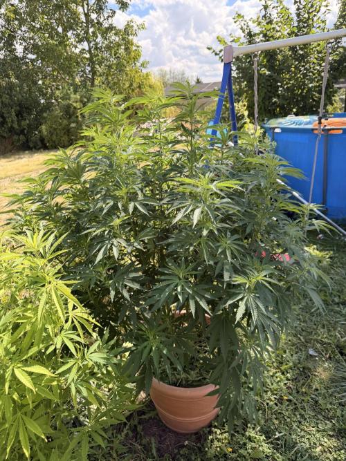 Garden Grow 2026 Go big or go home. Week 3 - Gary Sherbet