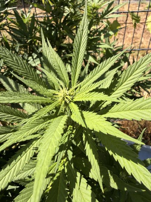 Garden Grow 2026 Go big or go home. Week 3 - Purple Lemonade 