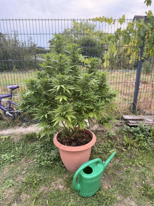 Garden Grow 2026 Go big or go home. Week 4
