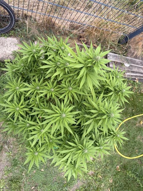 Garden Grow 2026 Go big or go home. Week 4