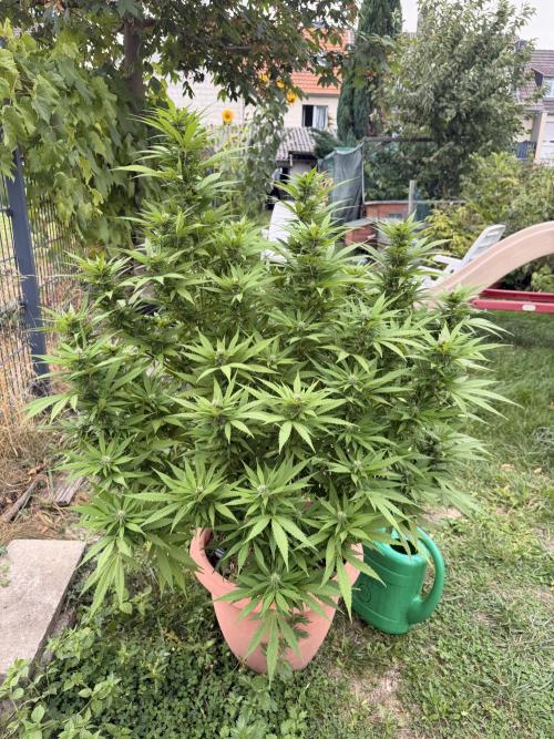Garden Grow 2026 Go big or go home. Week 4