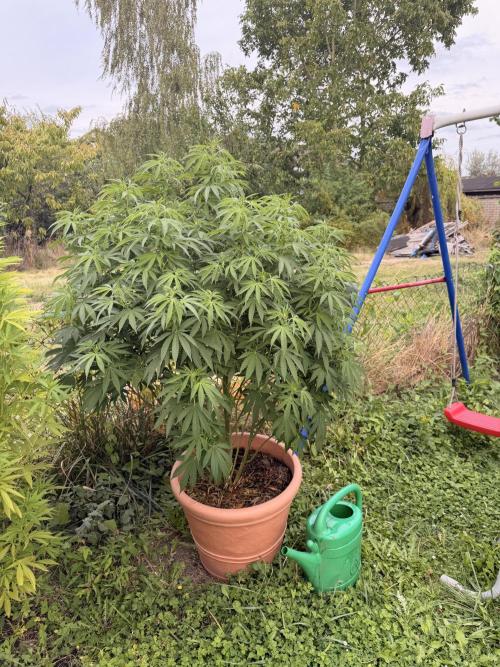 Garden Grow 2026 Go big or go home. Week 4