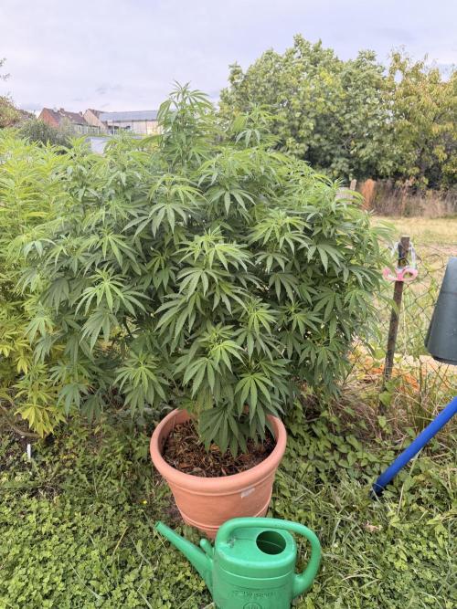 Garden Grow 2026 Go big or go home. Week 4