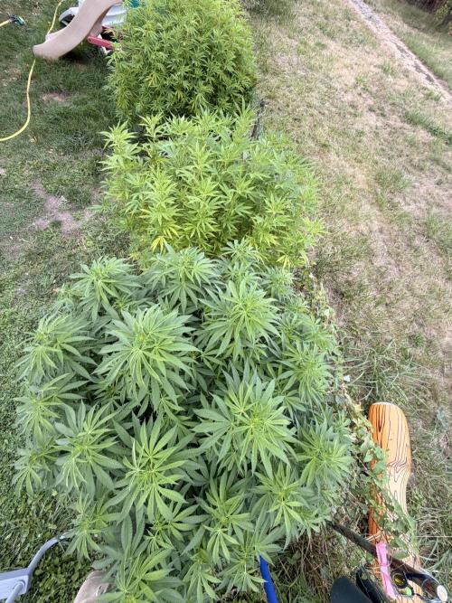 Garden Grow 2026 Go big or go home. Week 4