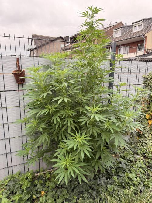 Garden Grow 2026 Go big or go home. Week 5 - Wedding cheesecakeWedding cheesecake