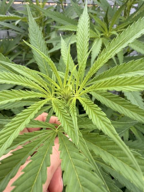 Garden Grow 2026 Go big or go home. Week 5 - Flower of wedding cheesecake