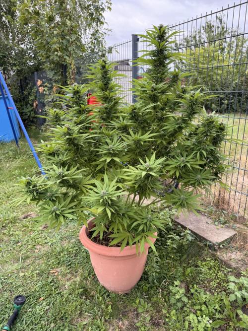 Garden Grow 2026 Go big or go home. Week 5 - Purple lemonade 