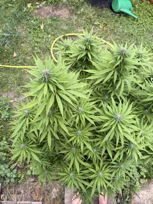 Garden Grow 2026 Go big or go home. Week 5 - Purple lemonade