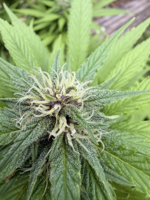 Garden Grow 2026 Go big or go home. Week 5 - Purple lemonade ￼