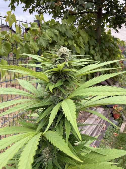 Garden Grow 2026 Go big or go home. Week 5 - Purple lemonade ￼