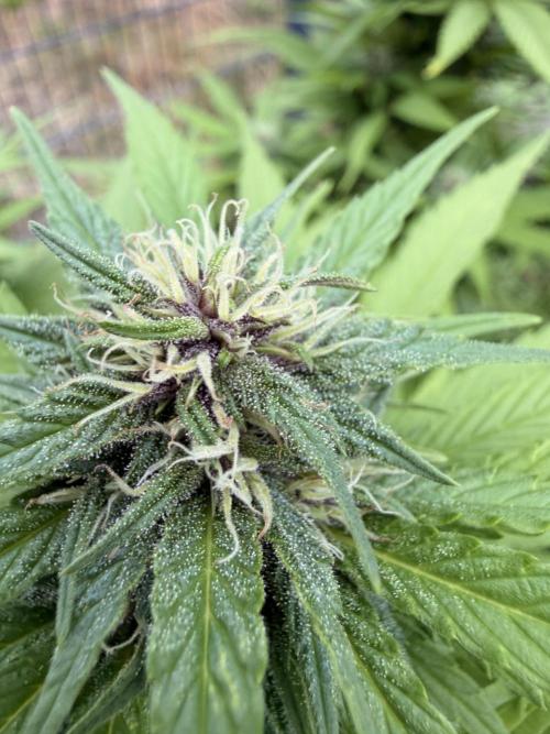Garden Grow 2026 Go big or go home. Week 5 - Purple lemonade ￼