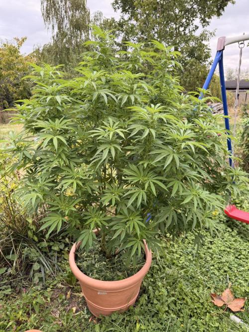Garden Grow 2026 Go big or go home. Week 5 - Gary Sherbet