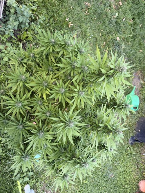 Garden Grow 2026 Go big or go home. Week 6 - Purple lemonadePurple 