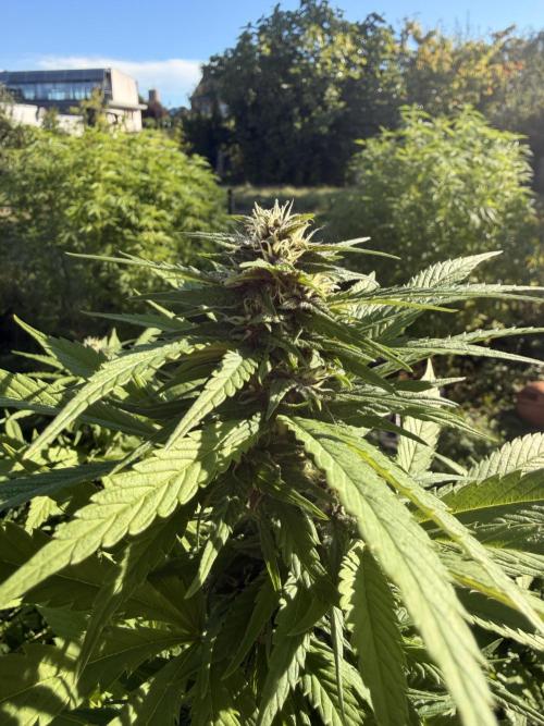 Garden Grow 2026 Go big or go home. Week 6 - Purple lemonade