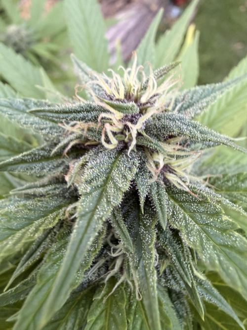 Garden Grow 2026 Go big or go home. Week 6 - Purple lemonade