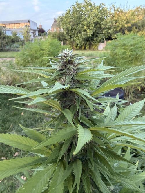Garden Grow 2026 Go big or go home. Week 6 - Purple lemonade