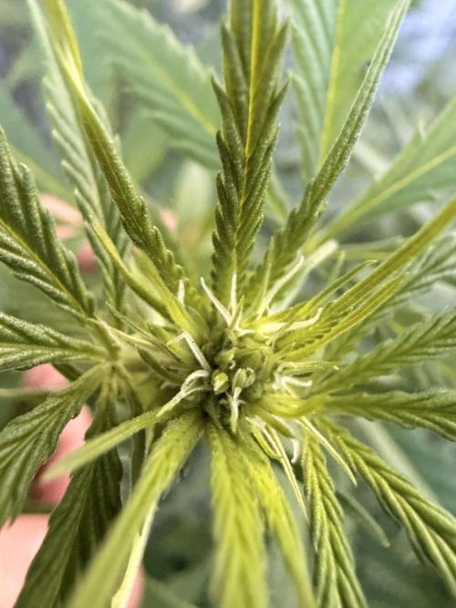 Garden Grow 2026 Go big or go home. Week 6 - Wedding cheesecake