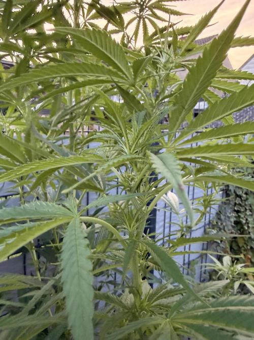 Garden Grow 2026 Go big or go home. Week 6 - Wedding cheesecake