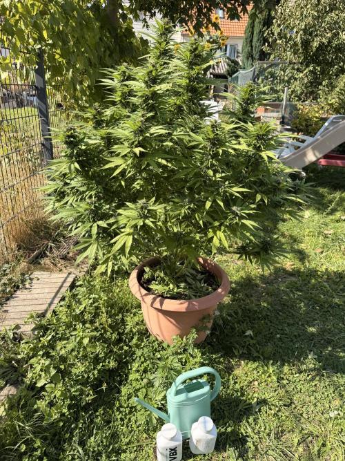 Garden Grow 2026 Go big or go home. Week 7