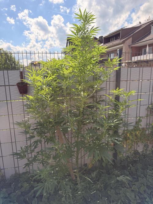 Garden Grow 2026 Go big or go home. Week 7