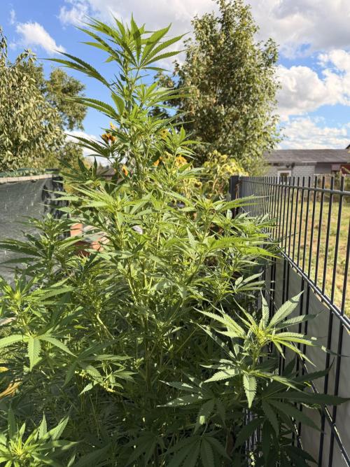 Garden Grow 2026 Go big or go home. Week 7