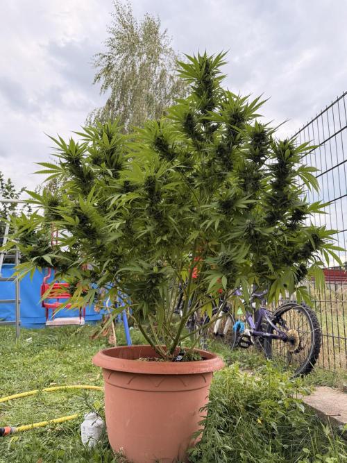 Garden Grow 2026 Go big or go home. Week 11
