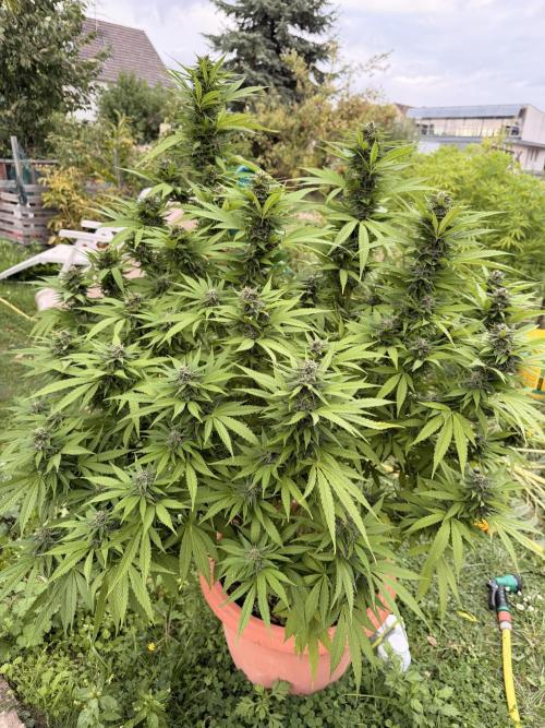 Garden Grow 2026 Go big or go home. Week 11