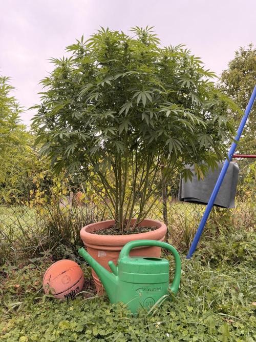 Garden Grow 2026 Go big or go home. Week 11