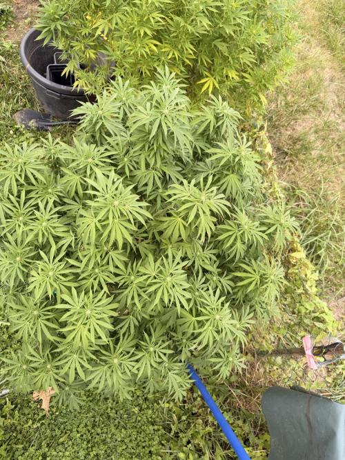 Garden Grow 2026 Go big or go home. Week 11