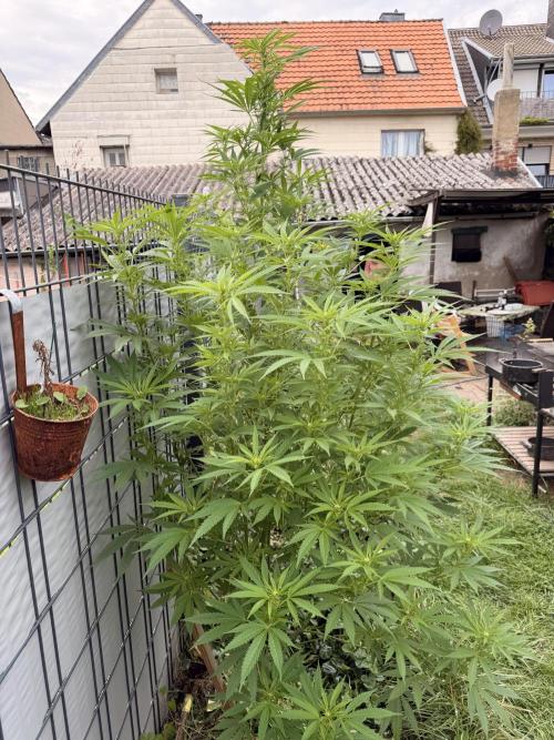 Garden Grow 2026 Go big or go home. Week 11