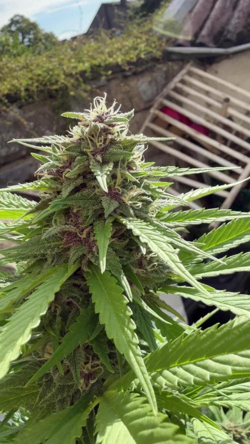 Garden Grow 2026 Go big or go home