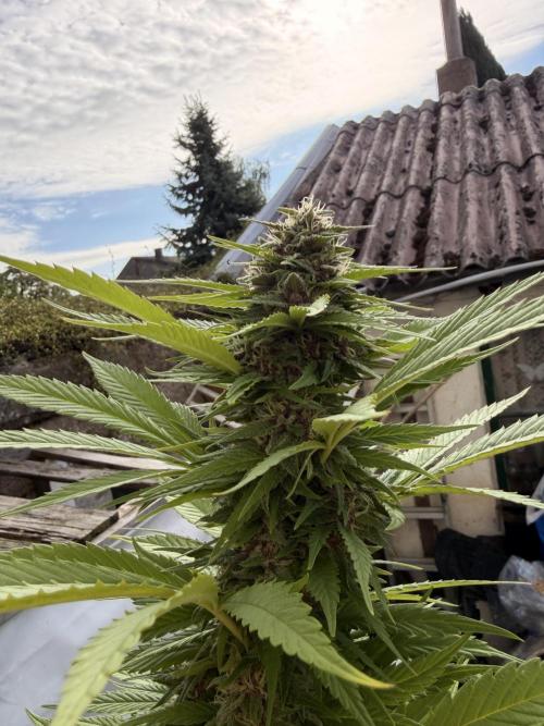 Garden Grow 2026 Go big or go home. Week 12 - Purple Lemonade 💜🍋