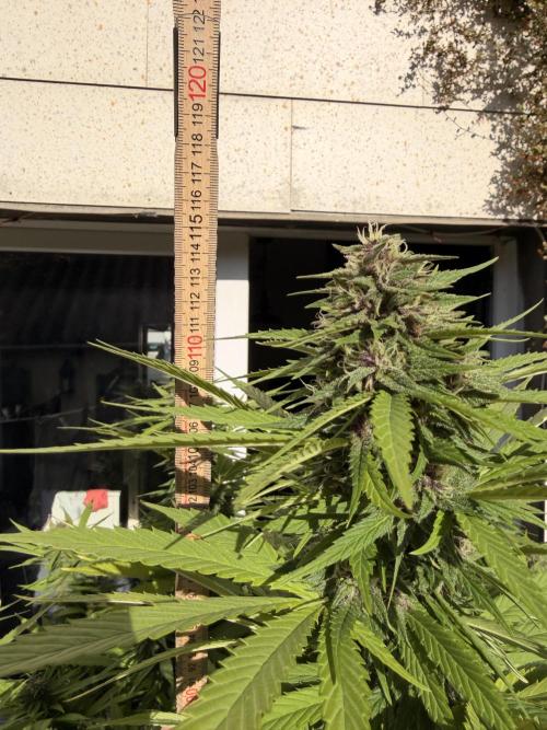 Garden Grow 2026 Go big or go home. Week 12 - Purple Lemonade 💜🍋