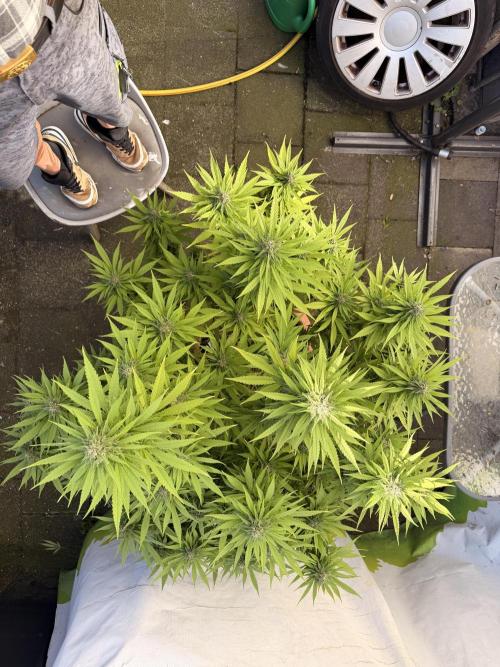 Garden Grow 2026 Go big or go home. Week 12 - Purple Lemonade 💜🍋