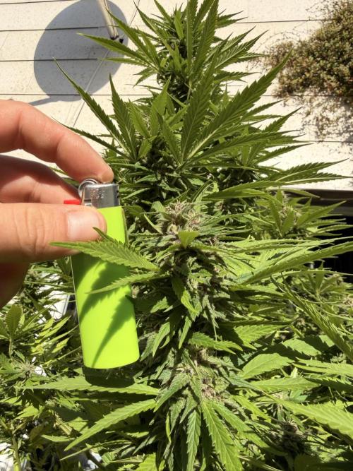 Garden Grow 2026 Go big or go home. Week 12 - Purple Lemonade 💜🍋