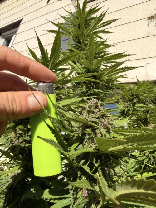 Garden Grow 2026 Go big or go home. Week 12 - Purple Lemonade 💜🍋