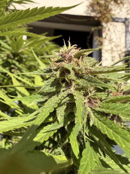 Garden Grow 2026 Go big or go home. Week 12 - Purple Lemonade 💜🍋