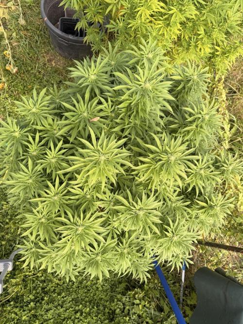Garden Grow 2026 Go big or go home. Week 13 - Gary Sherbet