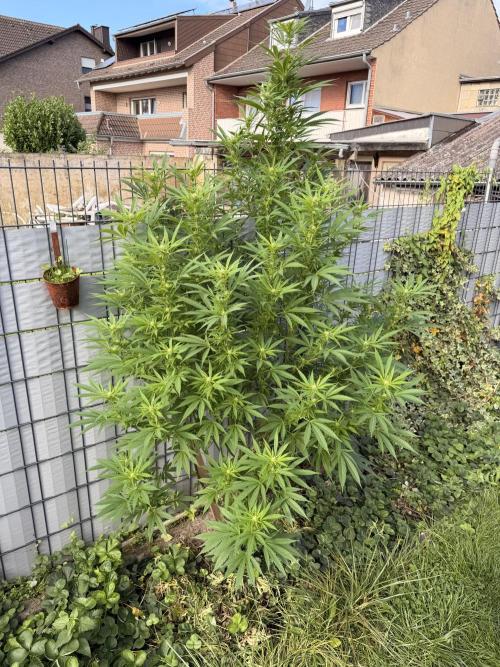 Garden Grow 2026 Go big or go home. Week 13 - Assumed Wedding Cheese cake