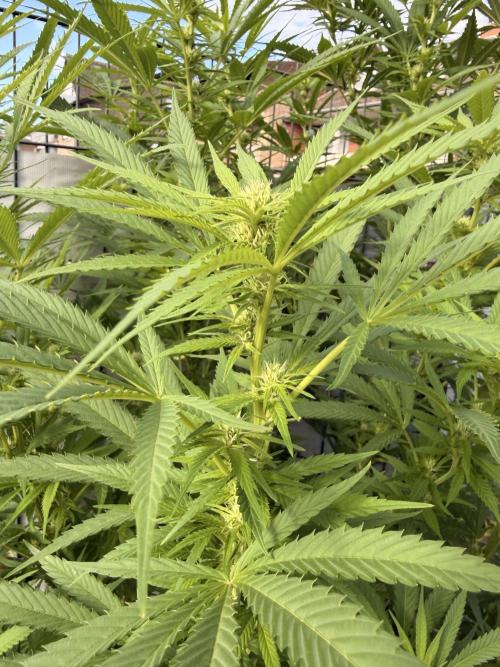Garden Grow 2026 Go big or go home. Week 13 - Assumed Wedding Cheesecake