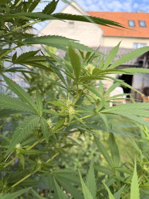 Garden Grow 2026 Go big or go home. Week 13 - Assumed Wedding Cheesecake