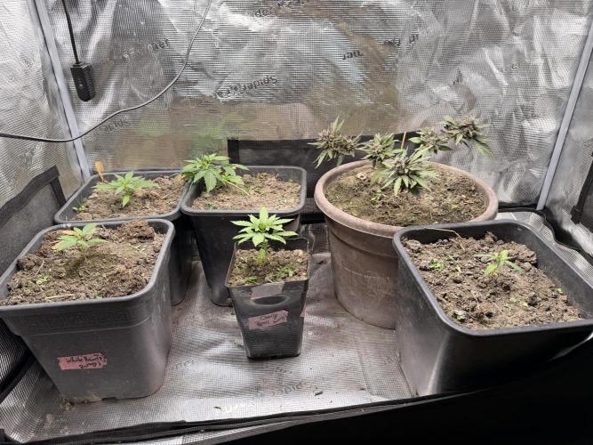 Second indoor Grow. Week 1 - Middle Front Cherry Poppers left Front White Runtz 