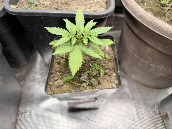Second indoor Grow. Week 1 - Cherry Poppers 