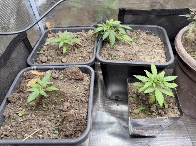 Second indoor Grow. Week 1 - Left Front White Runtz, Right Front Cherry Poppers  